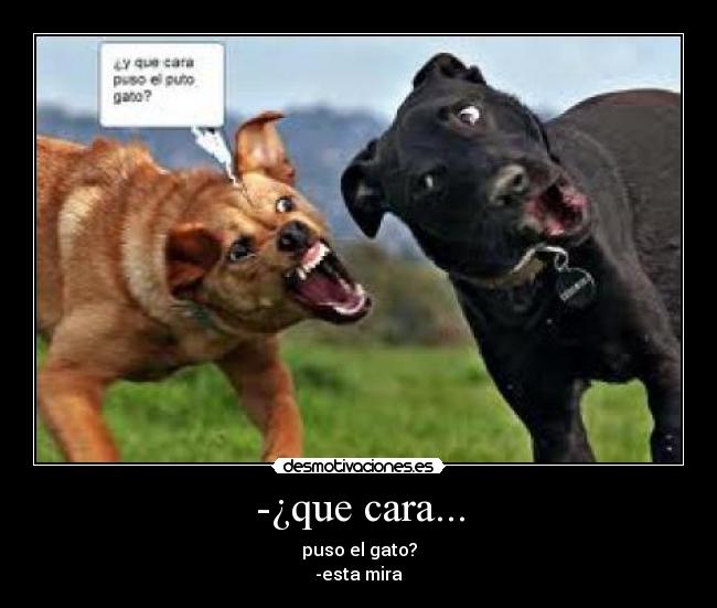 -¿que cara... - puso el gato?
-esta mira