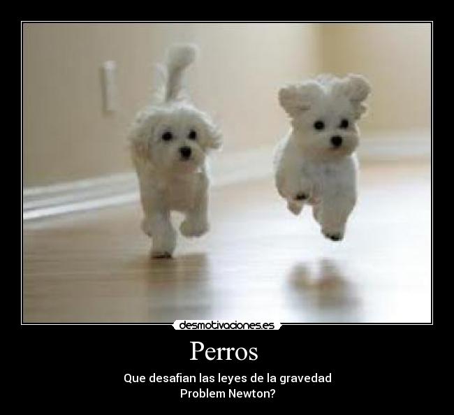 Perros -