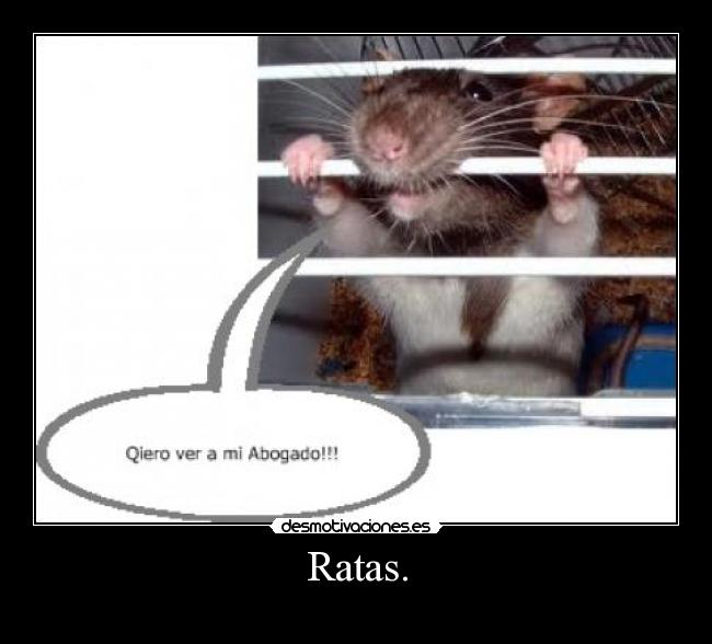 Ratas. - 