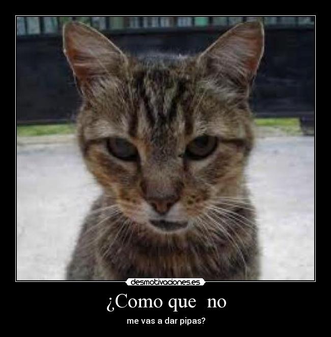 ¿Como que no - me vas a dar pipas?
