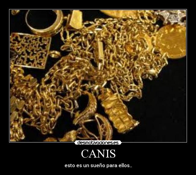 CANIS - esto es un sueño para ellos..