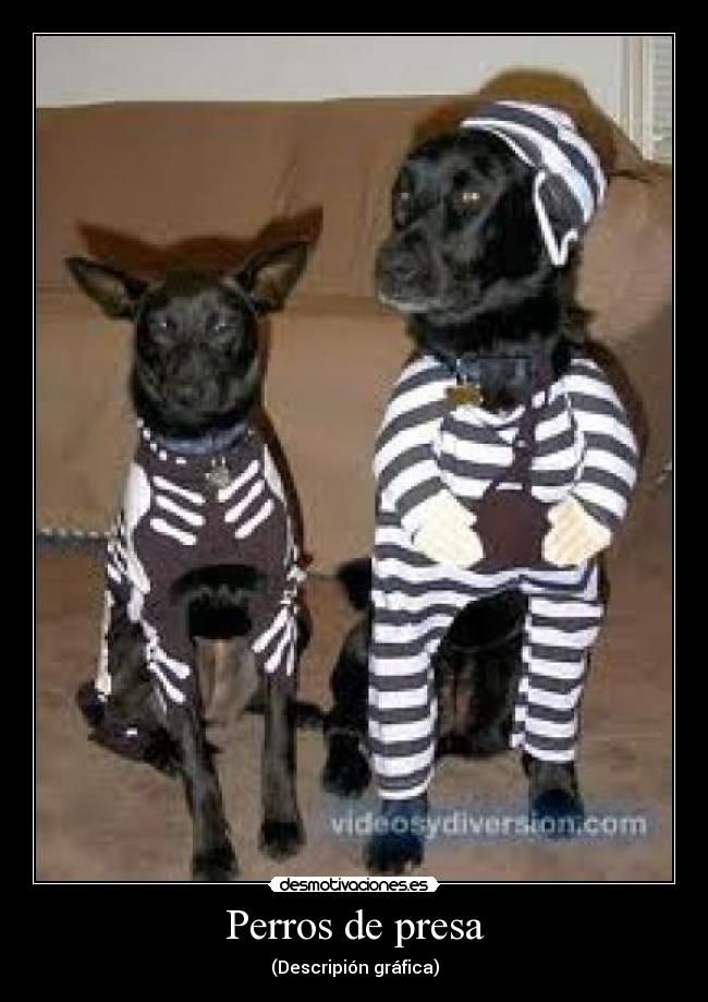 Perros de presa - 