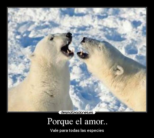 Porque el amor.. - Vale para todas las especies