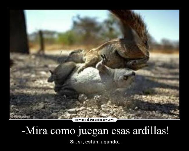-Mira como juegan esas ardillas! -