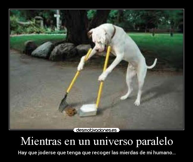 Mientras en un universo paralelo - Hay que joderse que tenga que recoger las mierdas de mi humano...