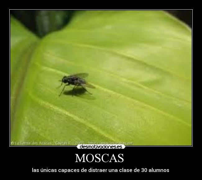 MOSCAS - las únicas capaces de distraer una clase de 30 alumnos