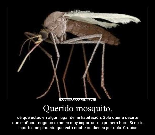 Querido mosquito, -