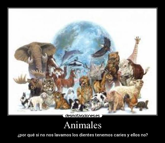 Animales - ¿por qué si no nos lavamos los dientes tenemos caries y ellos no?