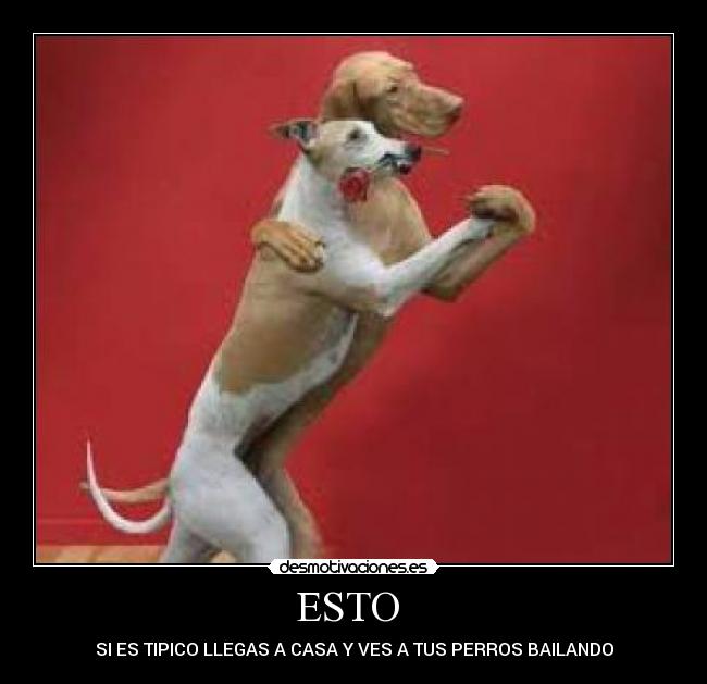 ESTO  - SI ES TIPICO LLEGAS A CASA Y VES A TUS PERROS BAILANDO