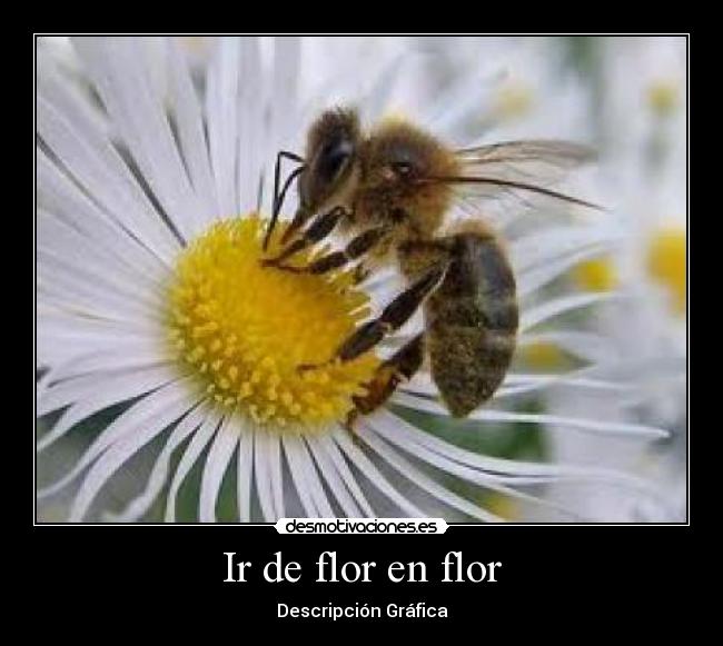 Ir de flor en flor -