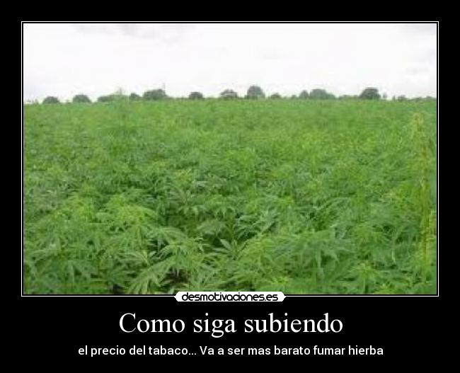 Como siga subiendo - el precio del tabaco... Va a ser mas barato fumar hierba