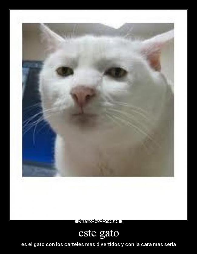 carteles este gato desmotivaciones