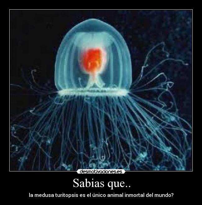 Sabias que.. - la medusa turitopsis es el único animal inmortal del mundo?