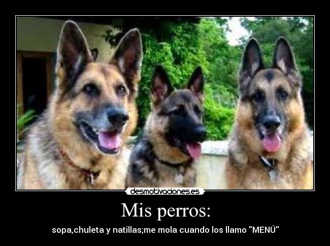 Mis perros: - 