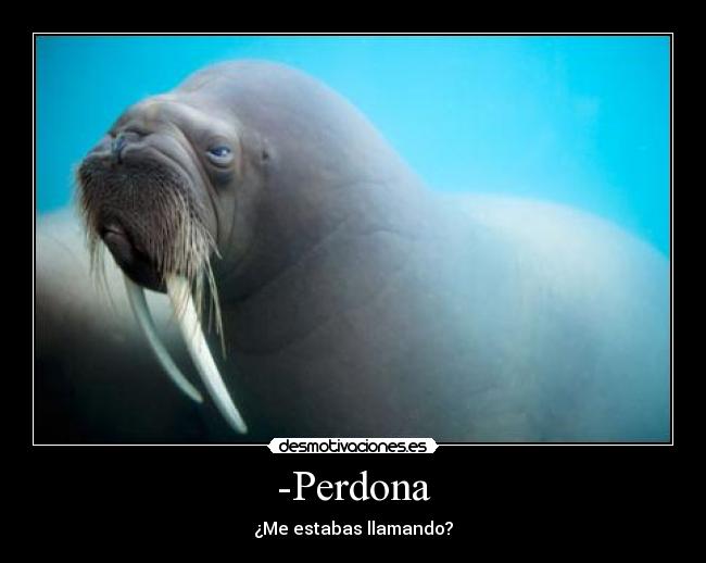 -Perdona - ¿Me estabas llamando?