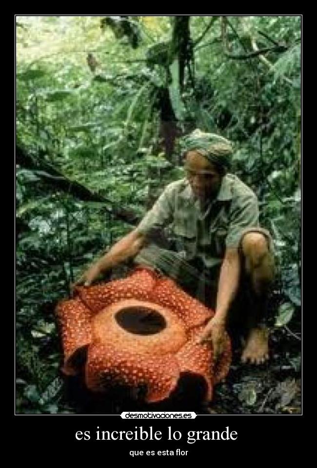 es increible lo grande  - que es esta flor