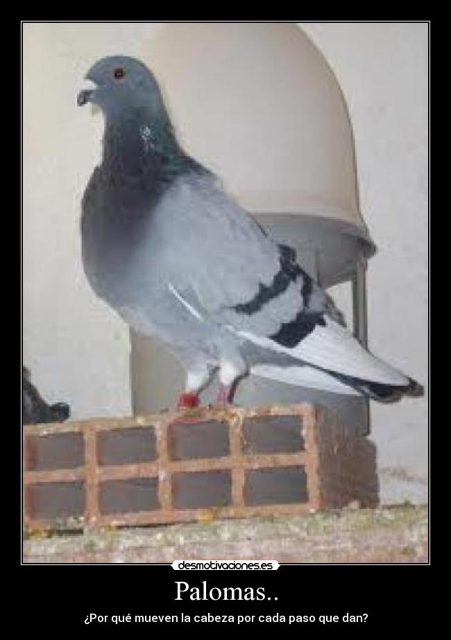Palomas.. -