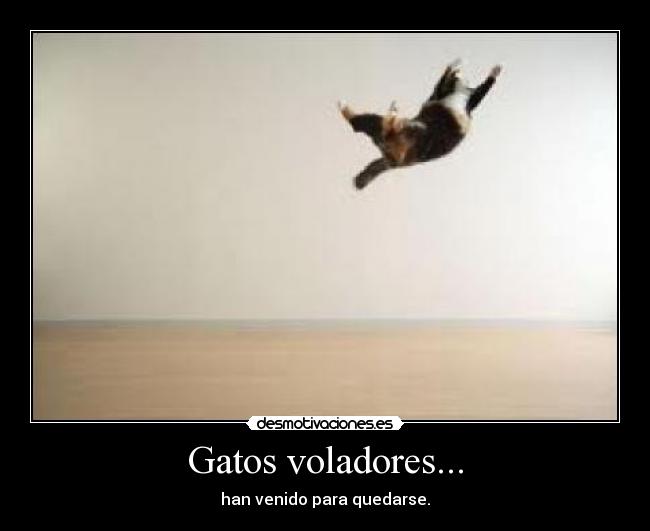 Gatos voladores... -
