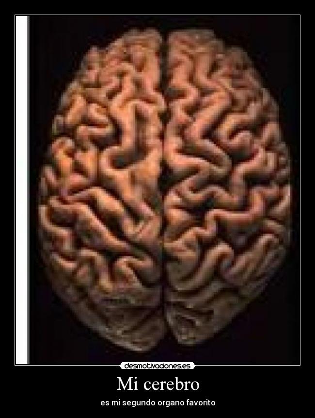 Mi cerebro -