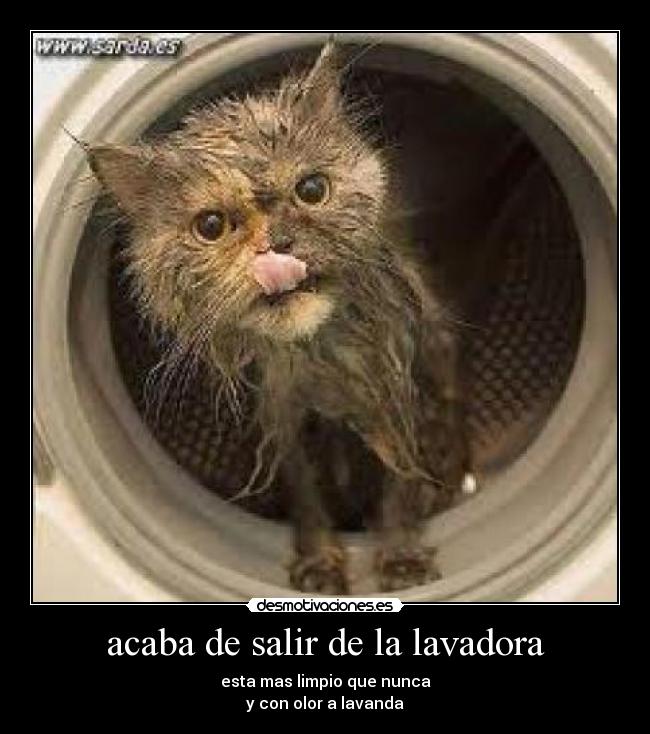 acaba de salir de la lavadora -