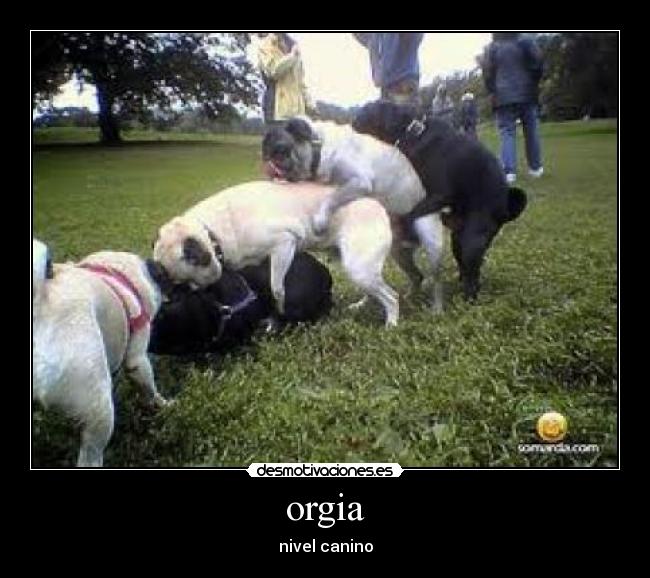 orgia - nivel canino