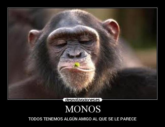 MONOS - TODOS TENEMOS ALGÚN AMIGO AL QUE SE LE PARECE