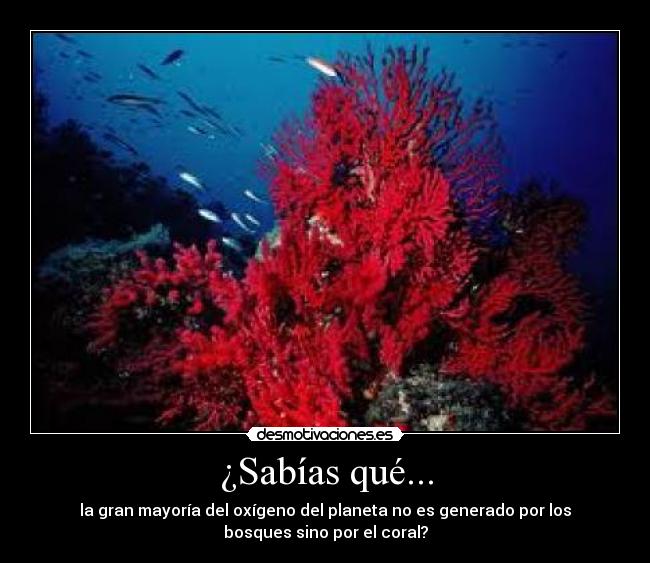 ¿Sabías qué... - la gran mayoría del oxígeno del planeta no es generado por los
bosques sino por el coral?