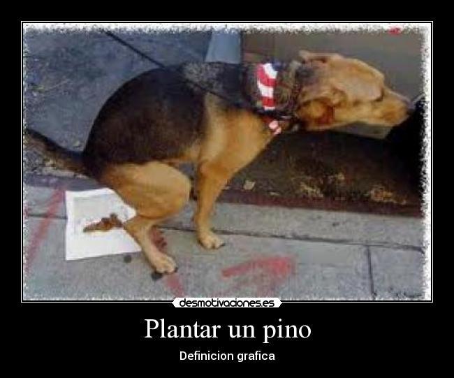 Plantar un pino - 