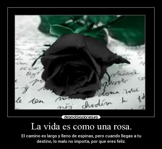 La vida es como una rosa. -
