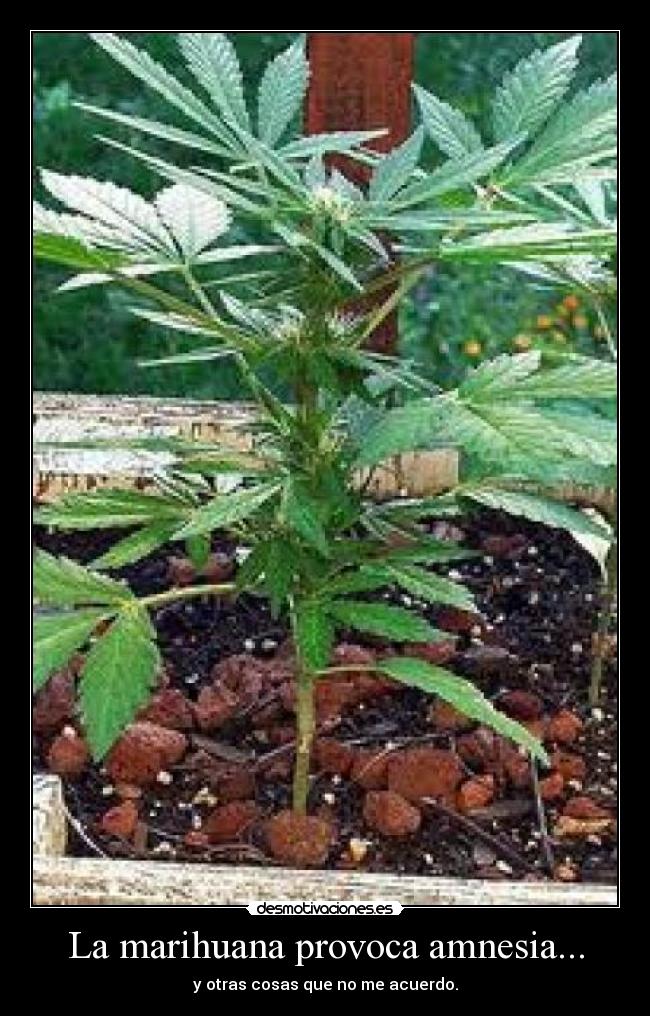 La marihuana provoca amnesia... - y otras cosas que no me acuerdo.