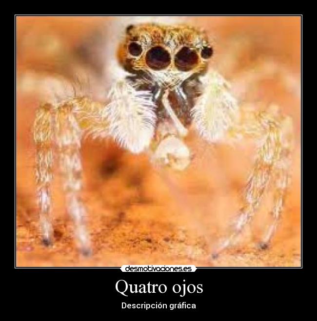 Quatro ojos - 