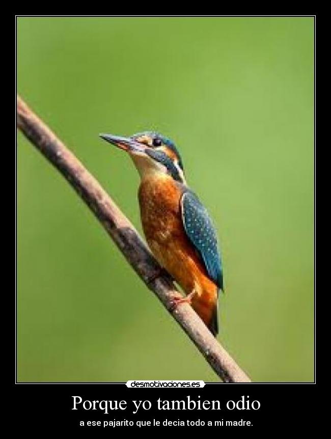 Porque yo tambien odio -