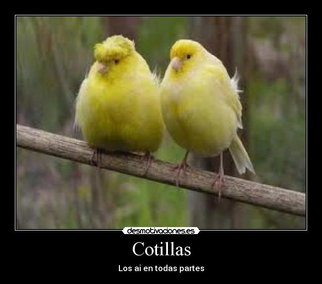 Imágenes y Carteles de COTILLAS Pag. 12 Desmotivaciones
