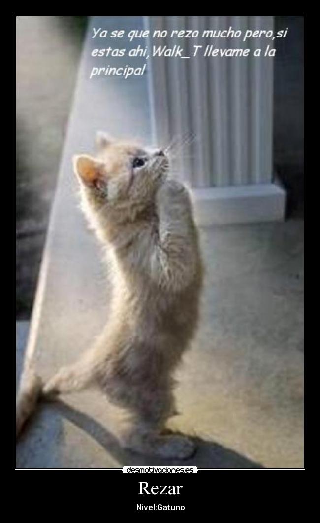 Rezar - Nivel:Gatuno