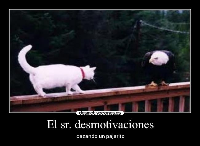 El sr. desmotivaciones - cazando un pajarito