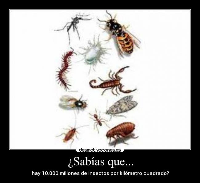 ¿Sabías que... - hay 10.000 millones de insectos por kilómetro cuadrado?