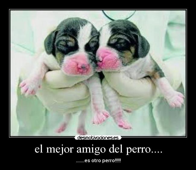 el mejor amigo del perro.... -