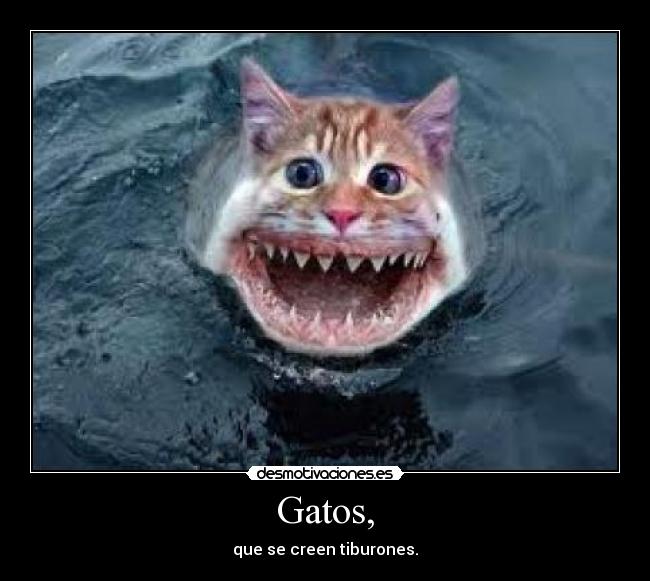 Gatos, - que se creen tiburones.