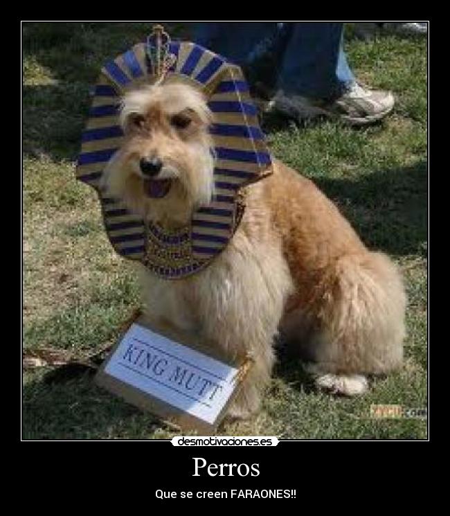 Perros - 