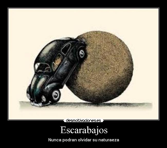 Escarabajos - 