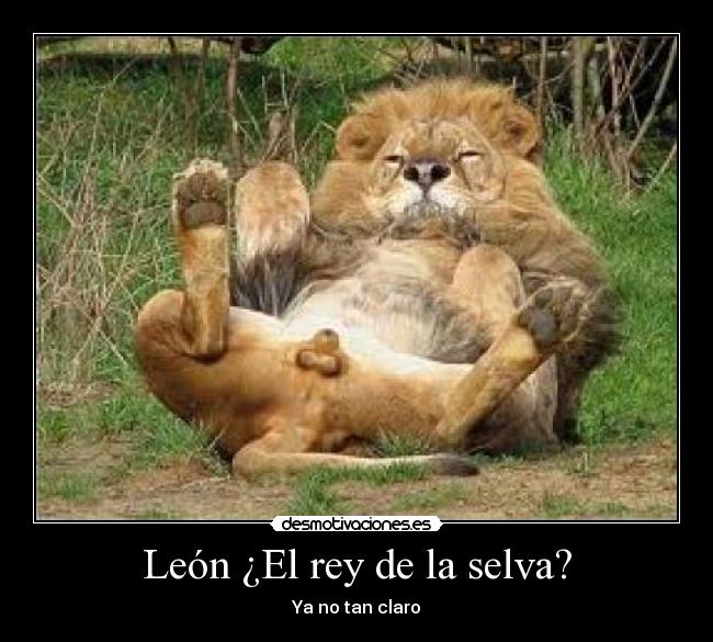 León ¿El rey de la selva? - Ya no tan claro