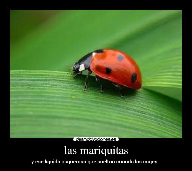 las mariquitas - y ese líquido asqueroso que sueltan cuando las coges...