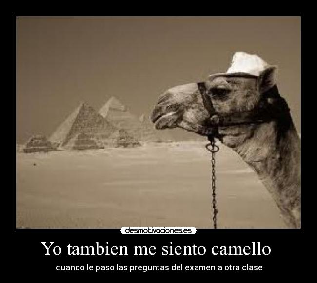 Yo tambien me siento camello -