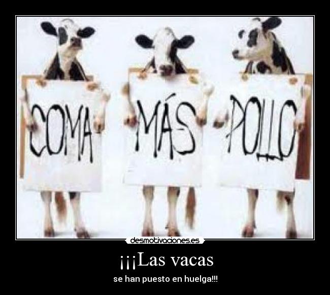 ¡¡¡Las vacas - se han puesto en huelga!!!