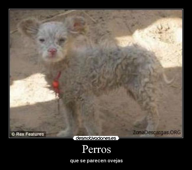 Perros - 
