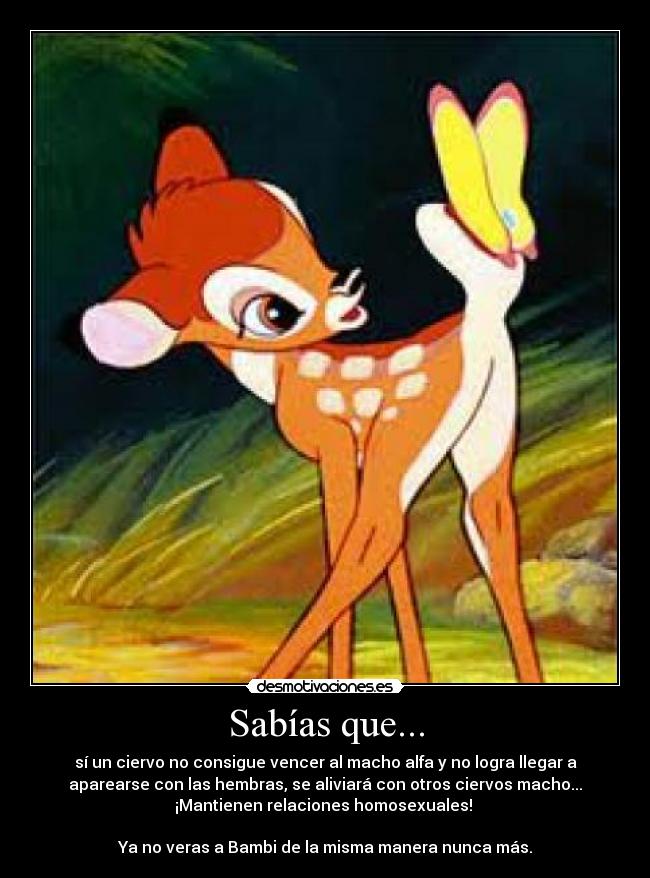 Sabías que... - sí un ciervo no consigue vencer al macho alfa y no logra llegar a
aparearse con las hembras, se aliviará con otros ciervos macho...
¡Mantienen relaciones homosexuales!
Ya no veras a Bambi de la misma manera nunca más.