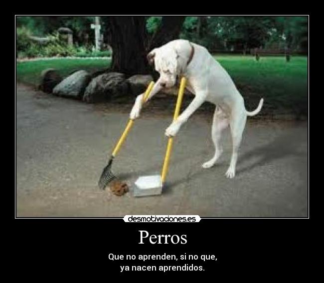 Perros - Que no aprenden, si no que,
ya nacen aprendidos.