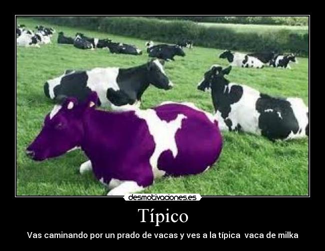 Típico - Vas caminando por un prado de vacas y ves a la típica  vaca de milka