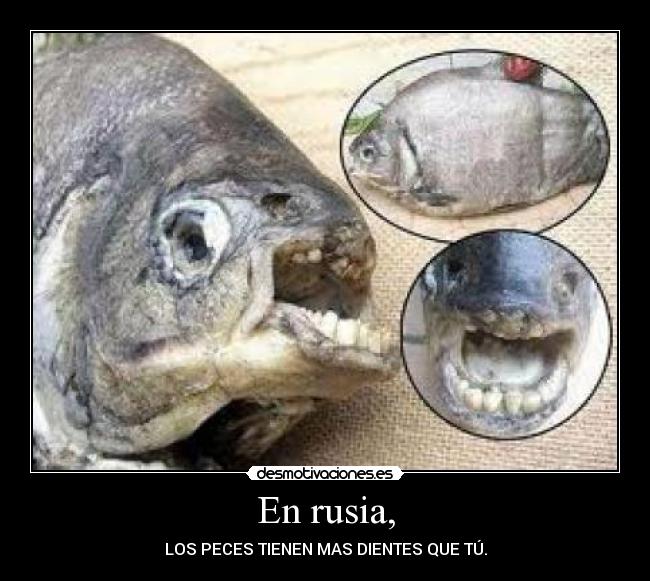 En rusia, - LOS PECES TIENEN MAS DIENTES QUE TÚ.