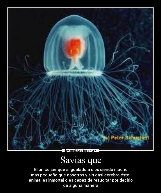 Savias que -